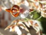 BALLERINA ORCHID