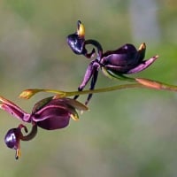 FLYING DUCK ORCHIDS