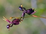 FLYING DUCK ORCHIDS