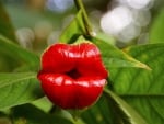 HOOKERS LIPS ORCHID