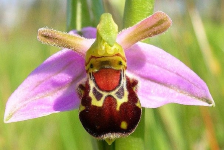 LAUGHING BUMBLE BEE ORCHID - bee, orchid, bumble, laughing