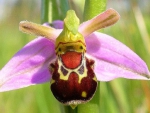 LAUGHING BUMBLE BEE ORCHID