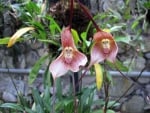 MONKEY FACED ORCHIDS