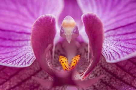 MOTH ORCHID - orchid, flower, nature, moth