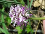 NAKED MAN ORCHID