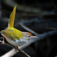 Dark necked tailor bird