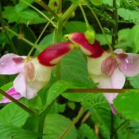 PARROT FLOWER ORCHIDS