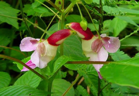 PARROT FLOWER ORCHIDS - orchid, flower, nature, parrot