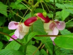 PARROT FLOWER ORCHIDS