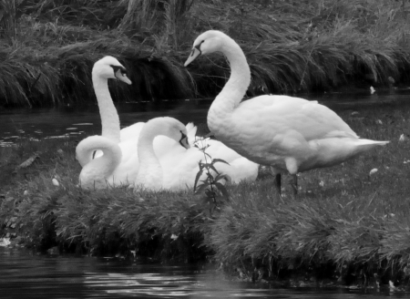 Swan Lovers - Swan Lovers, swans, white swans, mute swans