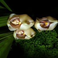 SWADDLED BABIES ORCHIDS