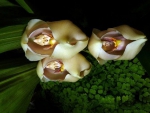 SWADDLED BABIES ORCHIDS