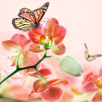 Orchids and Butterflies