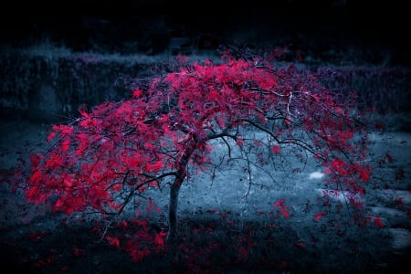 Crimson Autumn - crimson, Autumn, fog, Fall, red, light, tree