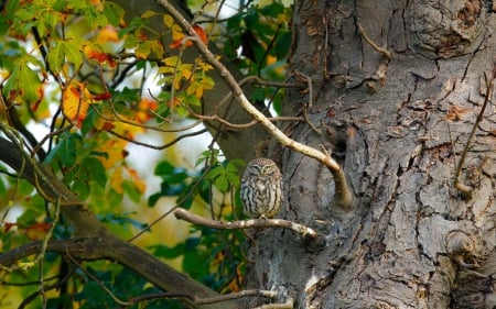 Owl - autumn, leaf, striga, bird, bufnita, green, orange, toamna, owl, tree