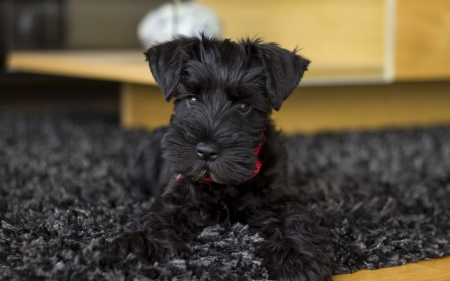 Puppy - animal, cute, black, puppy, dog