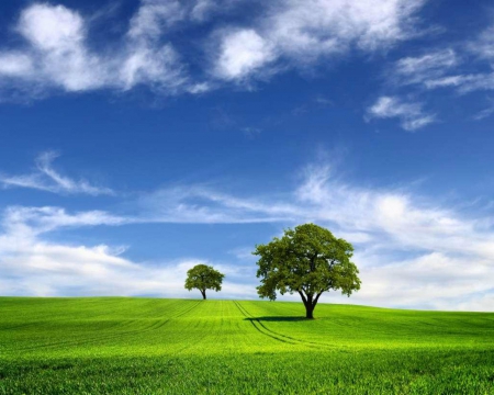 Clear Sky - nature, sky, field, trees