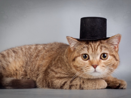 cute kitty with a hat - hat, kitty, animals, cats, cute