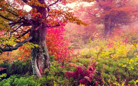 Autumn Forest Tree - nature, autumn, forest, fall leaves, tree