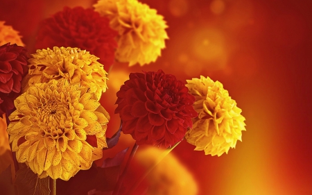 Autumn Chrysanthemums - flowers, fall, chrysanthemums, autumn