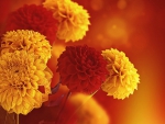 Autumn Chrysanthemums