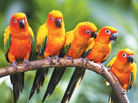 Parrots - Yellow, branch, orange, green