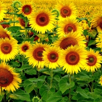 Beautiful Sunflowers