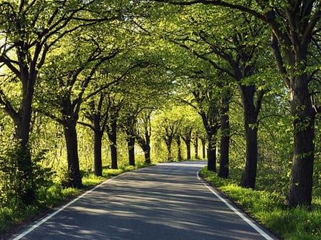 A wonderful way for lovers - nature, trees, road, beautiful