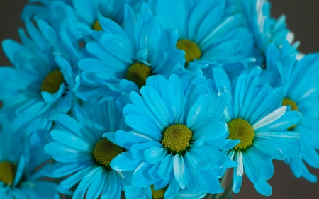 Blue Daisies - daisies, blue daisies, blue, photography