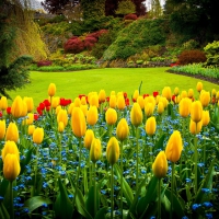 Yellow Tulips in Garden