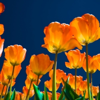 Lovely Yellow Tulips