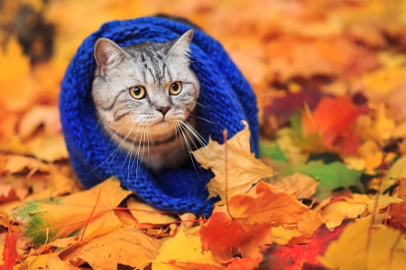 Autumn Cat - cat face, autumn, cat, kitty, animals, scarf, autumn splendor, autumn leaves, kitten, fall, leaves, animal