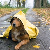 Autumn walk in the rain