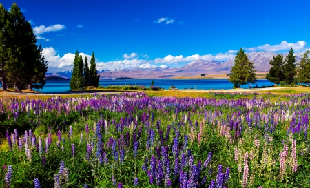 Full Bloom Lupins - purple lupins, lake, trees, new zealand, blue sky, mountains, clouds, beautiful, flowers