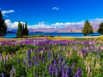 Full Bloom Lupins