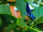 blue dragonfly