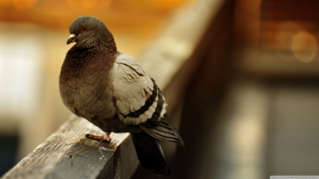 crazy bird - window, sill, pigeon, bird