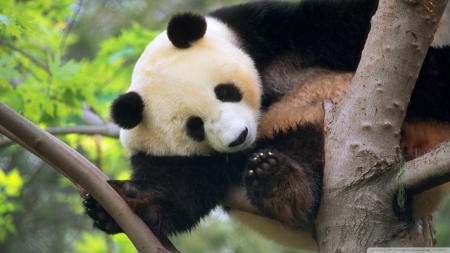 giant panda in a tree - tree, bear, panda, giant