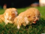 newborn kittens