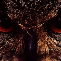 owl face