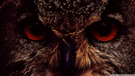 owl face - face, owl, bird, eyes