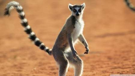 standing ring tailed lemur - standing, tailed, lemur, ring