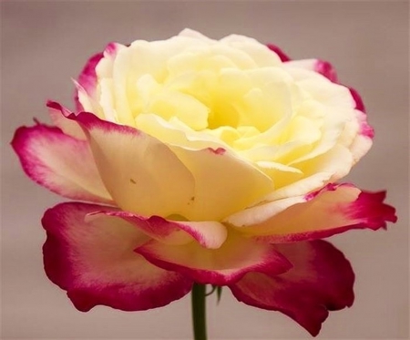 Rose - flower, glow, rose, beauty, lovely