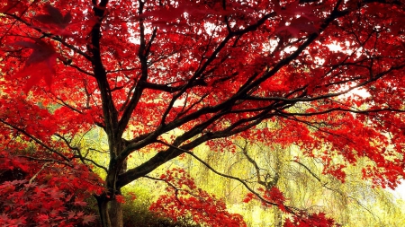 maple tree on gold - godl, maple, red, tree