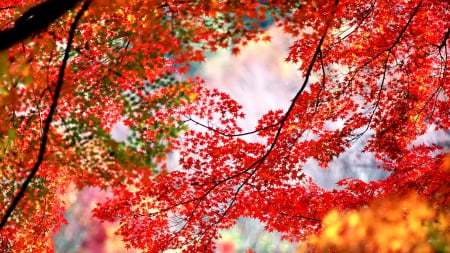 AUTUMN LEAVES - red colors, seasons, landscape, beautiful, leaves, branches, splendor, nature, colors of nature, autumn