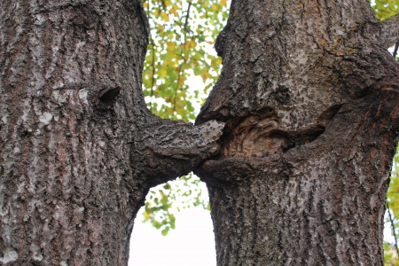 Nature fantasy. - nature, autumn, trees, other