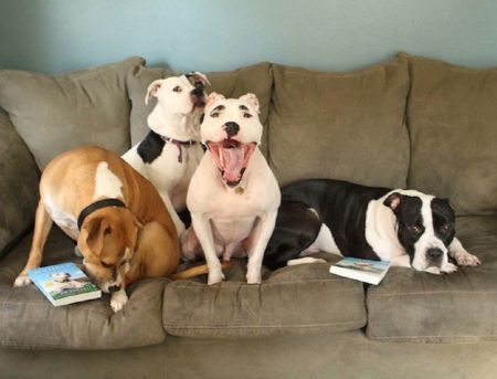 DOGS ON COUCH - dogs, books, four, couch