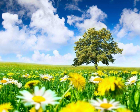 Fine Day - nature, tree, field, flowers