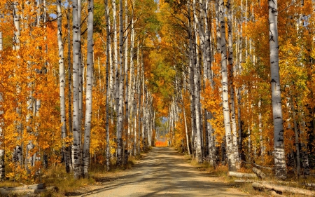 Birch Forest in Autumn - birch forest, forests, nature, autumn