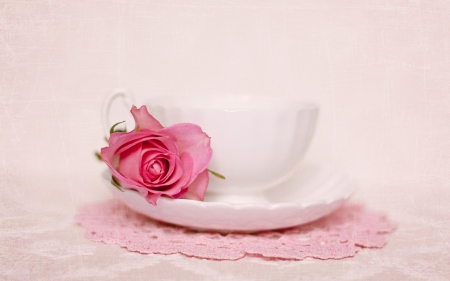 Good morning! - white, flower, rose, morning, pink, cup